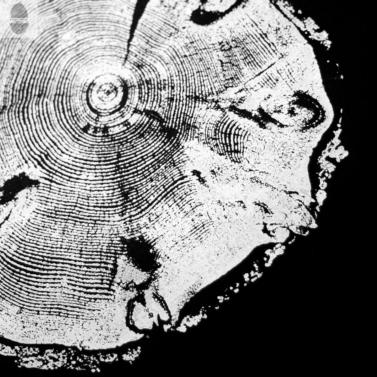 Close-up black and white print of a pine tree cross-section showing detailed annual rings and textured bark edges with high contrast.