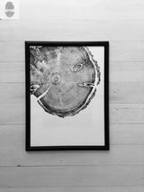 Black and white print of a cross-section of a pine tree log showing detailed growth rings and knots, framed in a simple black frame on a light wood floor.