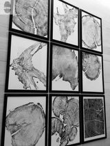 Nine black-framed black-and-white prints of detailed tree rings and wood grain patterns arranged in a 3x3 grid on a white wall.