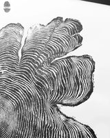Black and white woodcut print showing detailed concentric growth rings and irregular outer edges of a Western Red Cedar tree cross-section.