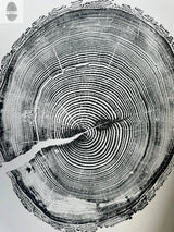 White Pine Tree Ring Impression woodcut print, 18x24 inches, showing detailed tree rings on fine art paper