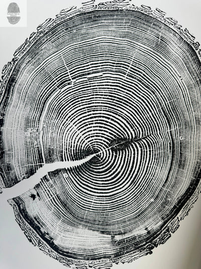 White Pine Tree Ring Impression woodcut print, 18x24 inches, showing detailed tree rings on fine art paper