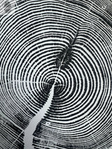 Black and white print of concentric tree rings with a central knot and a prominent crack extending from the center to the edge.