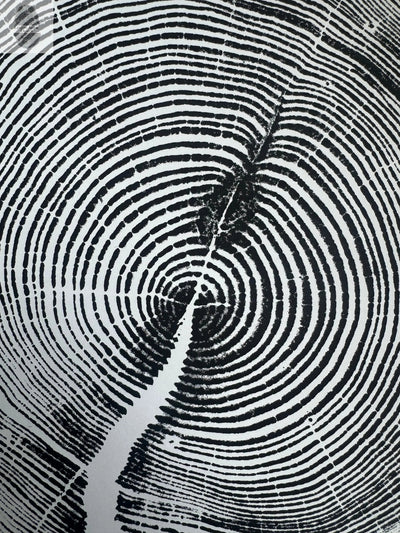 White Pine Tree Ring Impression – Taylor County, WI – 18x24 Signed Artwork