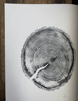 Black and white illustration of a white pine tree ring pattern with concentric growth rings and detailed bark texture on white paper, signed in lower right corner.