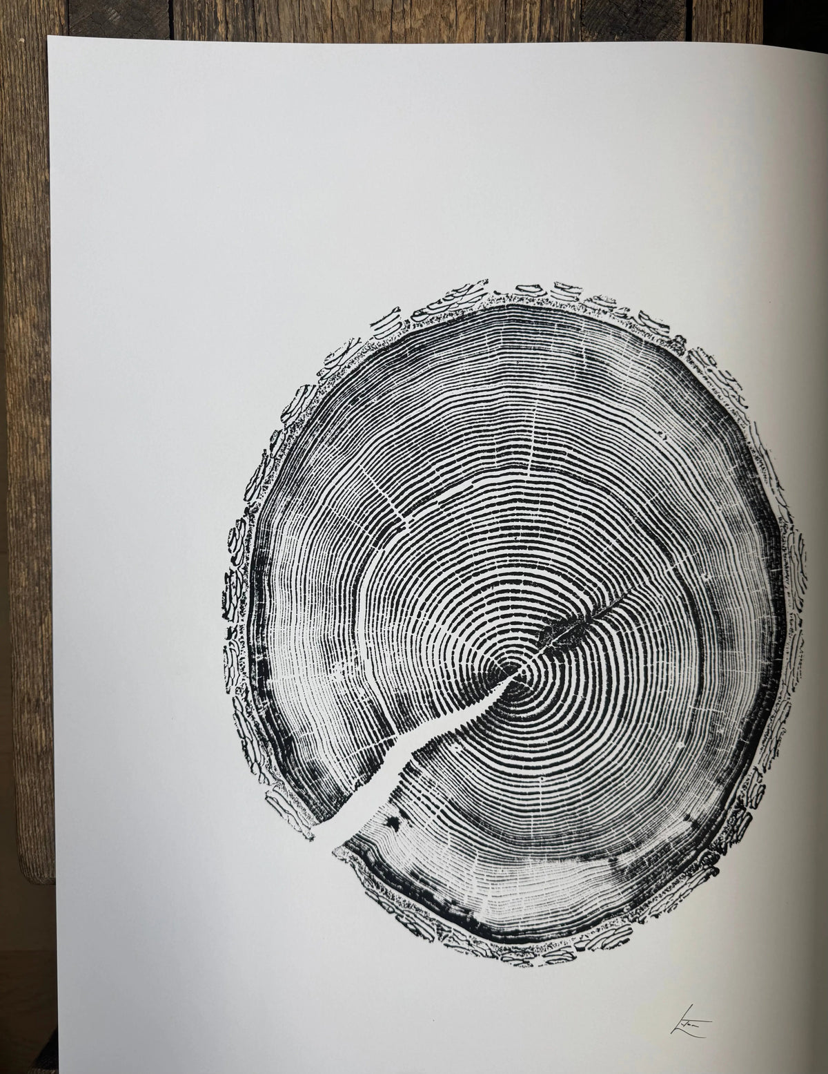 Black and white illustration of a white pine tree ring pattern with concentric growth rings and detailed bark texture on white paper, signed in lower right corner.
