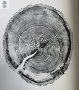 Black and white detailed print of a White Pine tree ring cross-section from Taylor County, WI, featuring pronounced growth rings and natural cracks on a white background.