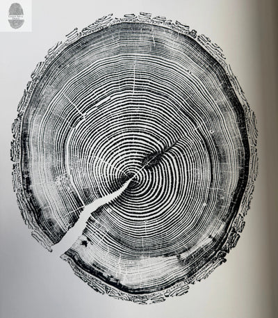 White Pine Tree Ring Impression – Taylor County, WI – 18x24 Signed Artwork