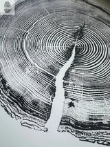 Close-up black-and-white print of tree rings showing detailed growth patterns and a prominent central crack spreading outward in circular layers.