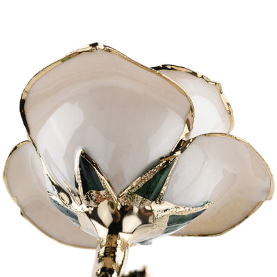 Timeless Rose (White) by ROSEPHORIA - product image 4 for Resin Society