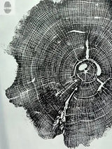 Williamsburg Virginia Oak 18x24 inch art print showing detailed oak tree rings