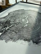Black and white detailed print of a cross-section of an oak tree trunk showing growth rings and textured bark edges on a flat surface under natural light.