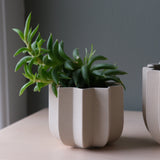 Small beige planter with a scalloped design holding a green succulent, placed on a light wooden surface against a gray background with a corner of another planter visible