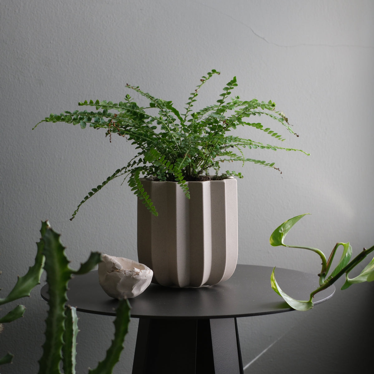Light beige planter with vertical ridges holding a lush green fern, placed on a round black table surrounded by various leafy plants in natural light.