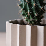 Close-up of a beige, scalloped ceramic planter with a green cactus featuring long, thin spines, set against a neutral background.