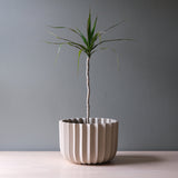 Tall thin-stemmed plant with long narrow green leaves in a beige ceramic planter featuring vertical ridges and scalloped rim on a light wood surface.