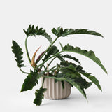 Green leafy plant with long, wavy-edged leaves in a rounded, vertically ribbed light beige planter on a white background.