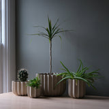 Four beige ceramic wrap planters in varying sizes with vertical ridges, each holding different green plants, arranged on a light wood surface by a window.