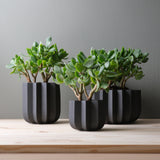 Three dark gray matte planters with vertical ridges holding green succulent plants, arranged in varying sizes on a light wooden surface against a gray background.