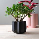 Green succulent planted in a small matte black fluted planter, with two taller pink planters and a red-leafed plant blurred in the background on a light wood surface.