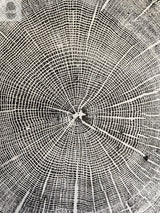 Black and white print showing detailed concentric growth rings and radial cracks of an oak tree cross-section, highlighting the wood's natural texture and patterns.