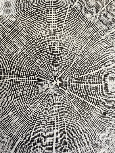 York, Maine Oak - 18x24 print