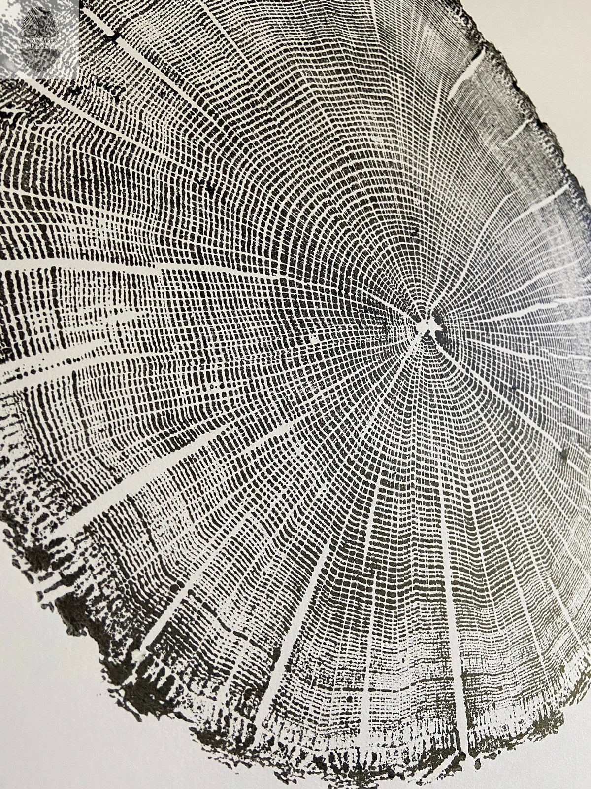 Black and white detailed close-up print of an oak tree cross-section showing growth rings and textured bark edges on a light background.