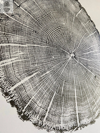 York, Maine Oak - 18x24 print