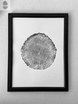 Black and white framed print of an oak tree cross-section showing annual growth rings and bark texture on white background, hung on a white wall.