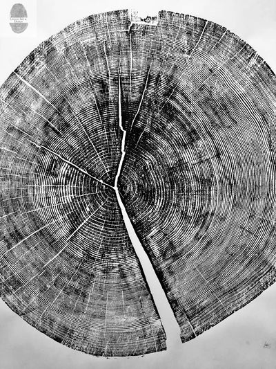 Yosemite National Park, California Pine - 36x36 print