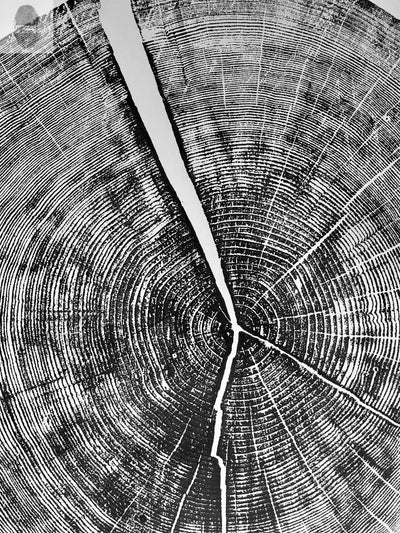Yosemite National Park, California Pine - 36x36 print