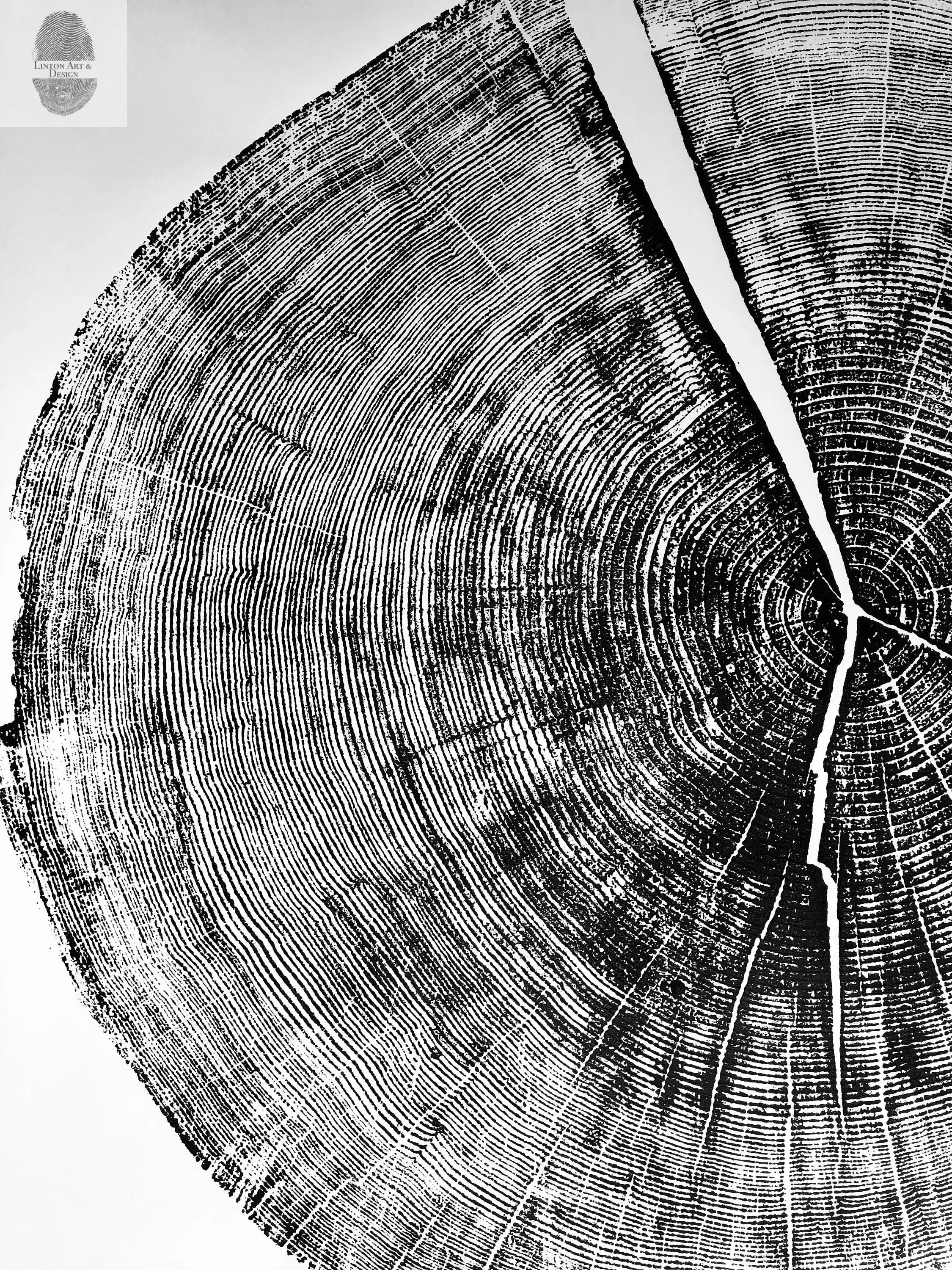 Yosemite National Park, California Pine - 36x36 print