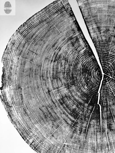 Yosemite National Park, California Pine - 36x36 print