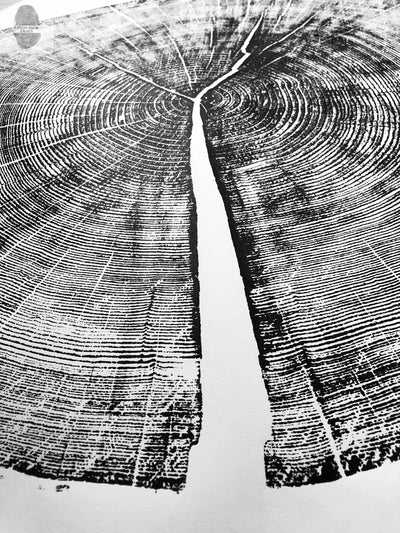 Yosemite National Park, California Pine - 36x36 print