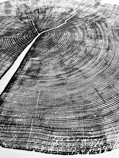 Yosemite National Park, California Pine - 36x36 print
