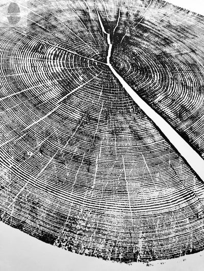 Yosemite National Park, California Pine - 36x36 print