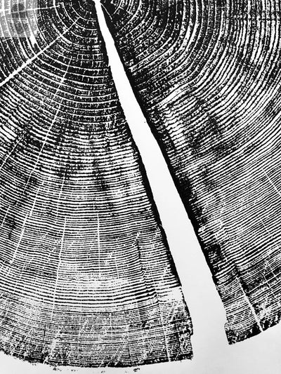 Yosemite National Park, California Pine - 36x36 print