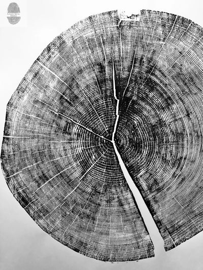 Yosemite National Park, California Pine - 36x36 print