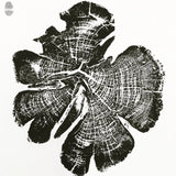 Black-and-white print of a cedar tree cross-section showing detailed growth rings and uneven, jagged outer edges against a white background.