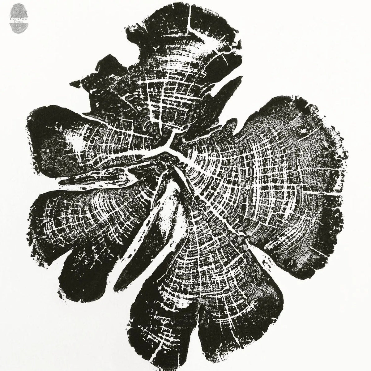 Black-and-white print of a cedar tree cross-section showing detailed growth rings and uneven, jagged outer edges against a white background.