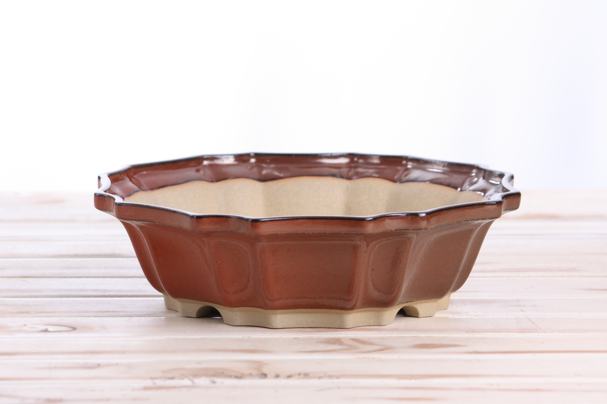 Brown ceramic bonsai pot with scalloped edges and a beige interior, shown on a light wooden surface against a white background.