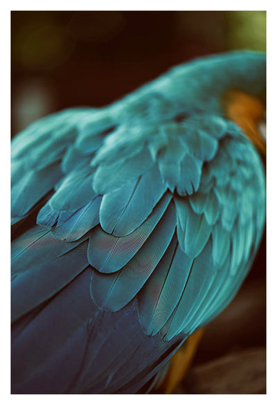 Blue Feathers #4 - Fine Art Photograph by Alicia Bock Print Shop - main product image for Resin Society