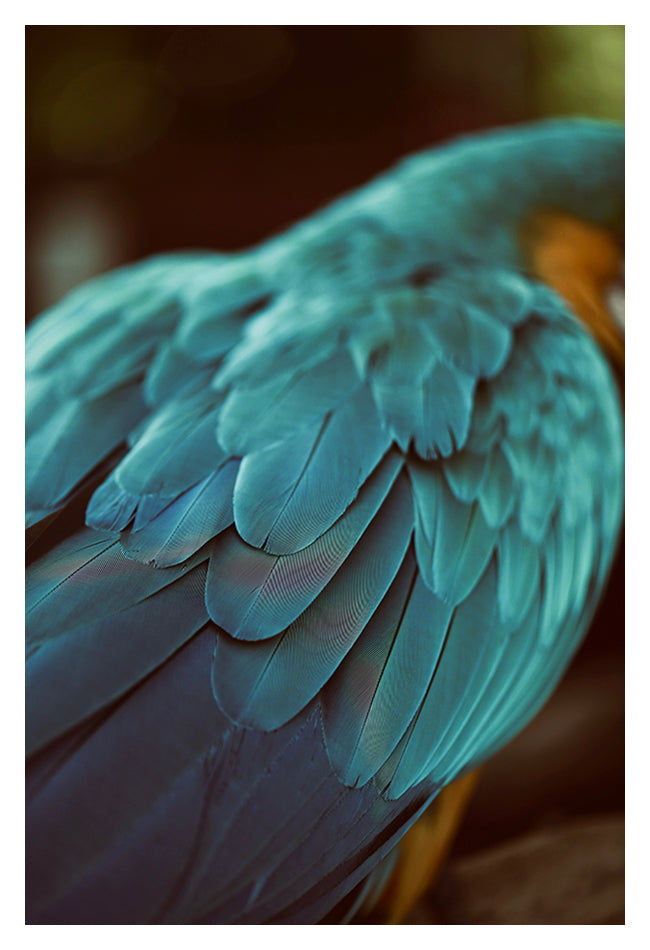 Blue Feathers #4 - Fine Art Photograph by Alicia Bock Print Shop - main product image for Resin Society