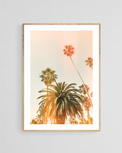 Modern Fine Art Photograph - California Palms #2 by Alicia Bock Print Shop - product image 3 for Resin Society