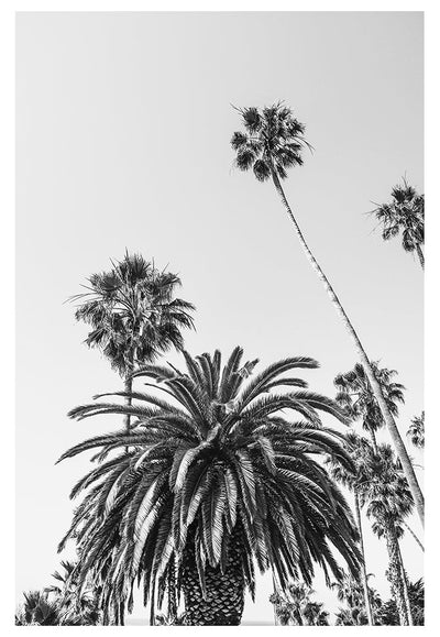 Modern Fine Art Photograph - California Palms #2 by Alicia Bock Print Shop - product image 4 for Resin Society