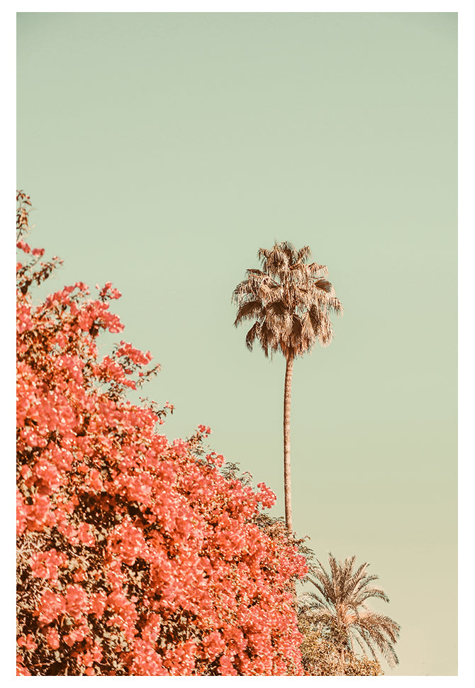 Modern Fine Art Photograph - Distant Palms by Alicia Bock Print Shop - main product image for Resin Society