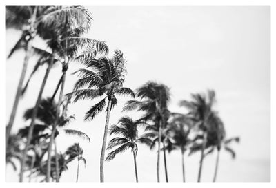 Easy Breezy- Fine Art Photograph by Alicia Bock Print Shop - main product image for Resin Society