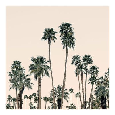 Mid-Century Palms fine art photograph by Alicia Bock showing a square image of palm trees against a clear sky.