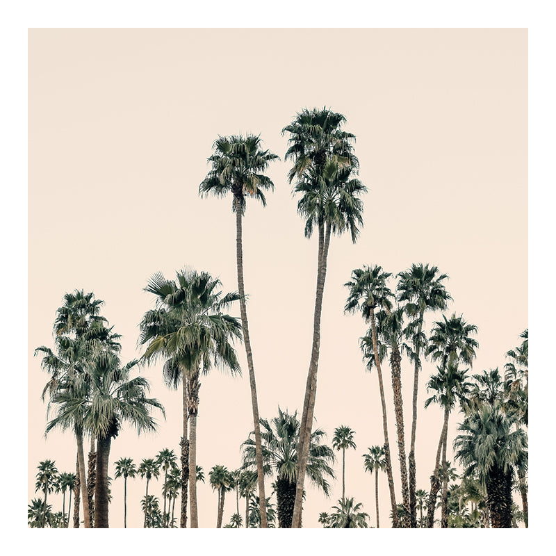 Mid-Century Palms fine art photograph by Alicia Bock showing a square image of palm trees against a clear sky.