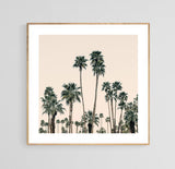 Square framed fine art photograph of tall palm trees against a pale pink sky, emphasizing their slender trunks and lush green fronds in minimal composition.
